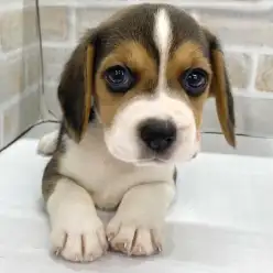 【 ビーグル 】世界的人気キャラのモデル！愛嬌たっぷりのビーグルが仲間入り！