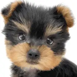 【 ヨークシャーテリア 】小さめサイズの男の子！小柄で抜け毛が少ない室内犬の魅力