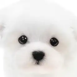 【 マルチーズ 】プレミアム印!真っ白な被毛に包まれた可愛さ満点のおっとりガール