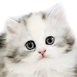 【 サイベリアン 】超美形なフレンドリーにゃんこ入店！ほっこり北通vol.279