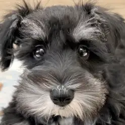 【 ミニチュアシュナウザー 】あどけなさとかっこよさの成長が楽しい2ndブログ!