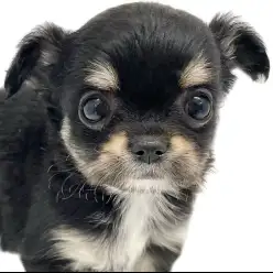 【 チワワ 】小さな体に可愛いが大渋滞！シックで上品なブラックカラーを纏い登場！