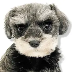 【 ミニチュアシュナウザー 】モノトーンカラーが美しい甘えん坊さんな女の子