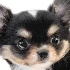 【 チワワ 】あざとさも愛嬌も天才級。ブラックタン＆ホワイトの小さな男の子！