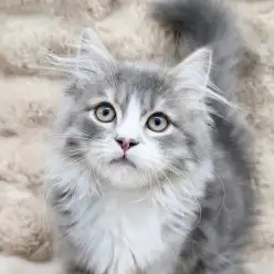 【 サイベリアン 】新生活!甘えん坊な猫が迎えてくれる「至福の帰宅」