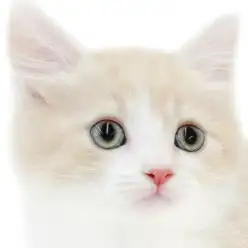 【 マンチカン 】キャラクター性抜群の短足猫！コミカルなルックスに大注目な男の子