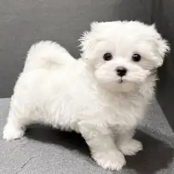 【 マルチーズ 】トップクラスの人懐っこさ！マルチーズの女の子