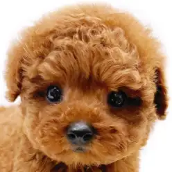 【 トイプードル 】生後63日で550g！小さめサイズのプレミアムな男の子