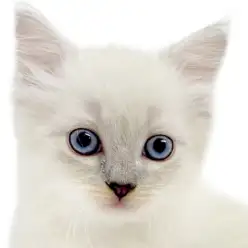 【 ネヴァマスカレード 】永遠の青い瞳と神秘的な容姿が美しい希少な女の子！