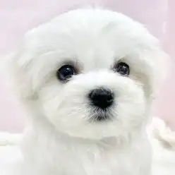 【 ミックス 】ビション譲りの純白コートが魅力!キャバションくんをご紹介!