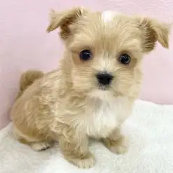 【 MIX 】最強遺伝子の持ち主！全てが完璧なマルチワくんが志村坂下店に登場！