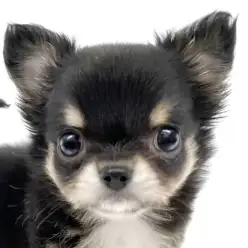 【 チワワ 】童顔方程式に当てはまるロングコートチワワの男の子が東京都に降臨！