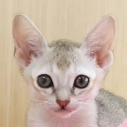 【 シンガプーラ 】新しく仲間入りした小さな妖精シンシンからメッセージ！