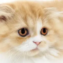 【 フォールデックス 】新たな魅力が増したまったり超甘えん坊男子の成長記録！