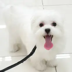 【 マルチーズ 】アクセル全開のお散歩デビュー!楽しすぎて後半はヘトヘト?