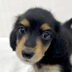 【 カニンヘン・ダックスフント 】生後2か月｜ブラック＆タンの男の子！