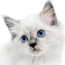 【 ネヴァマスカレード 】ブルーの仮面を被った超希少猫種が大倉山店に初登場!