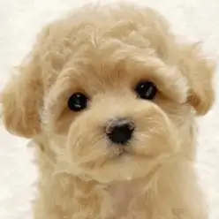 【 マルプー 】優しい性格で飼いやすい!マルチーズとトイプードルの大人気MIX