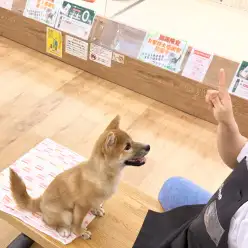 【 城山トレーニングダイアリー 】柴ちゃんの初めてのトレーニング