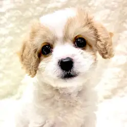 【 MIX 】あっと言う間にご家族決定！大人気MIX犬キャバション！