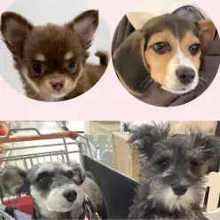 【 しつけ個別相談会 】愛犬との絆の結び方レクチャーとお悩み相談!