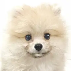 【 ポメラニアン 】可愛い秘訣はバランス良く整ったお顔!カッコ可愛い癒し系王子