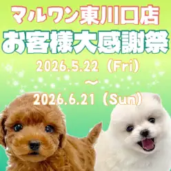 【 お客様大感謝祭 】東川口店に在店中のワンちゃん達をご紹介！