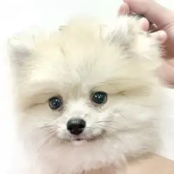 【 ポメラニアン 】ぬいぐるみ感アップ!シャンプーでさらに可愛く大変身