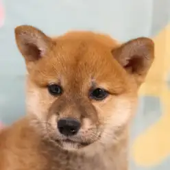 【 柴犬 】凛々しい柴犬の第一歩！赤柴子のお耳が立ったよ記念ブログ！