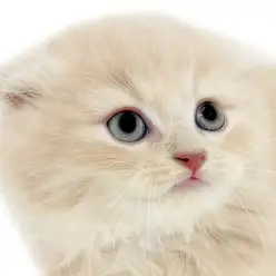【 スコティッシュフォールド 】垂れ耳そして丸顔!コミカルで愛らしい性格の長毛猫