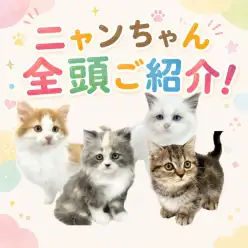 【 お知らせ 】お客様大感謝祭開催！マルワン板橋志村坂下店のネコちゃんをご紹介！