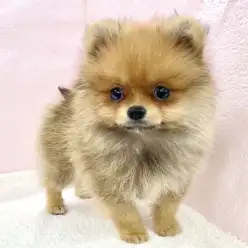 【 ポメラニアン 】たぬきフェイスのポメラニアンがマルワン志村坂下店に登場!