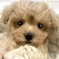 【 マルプー 】アプリコットの優しい色合いが魅力の小柄なMIX犬が東川口に登場!