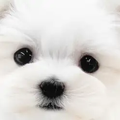 【 マルチーズ 】抜け毛が少なく小さめサイズ!温和な子犬との生活は夢じゃない!