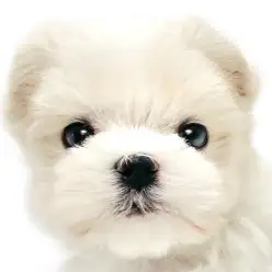 【 マルチーズ 】癒し力満点のマルチーズの女の子が東日暮里店に降臨!