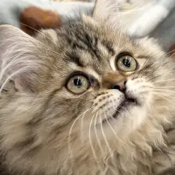 【 ラガマフィン 】モフモフがレベルアップ!周囲を明るくする愛され猫の成長日記!