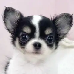 【 チワワ 】牛柄が可愛すぎると話題のチワワちゃんがマルワン志村坂下店に入店！