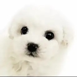 【 ビションフリーゼ 】甘えん坊なふわもこ天使ちゃん ほっこり北通vol.285