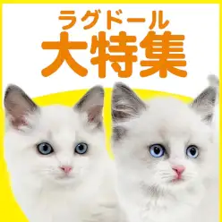 【 ラグドール特集 】5/14現在在店中のぬいぐるみ系ニャンコ特集!最新動画付き