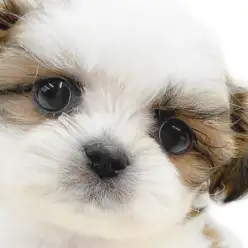 【 マルシー 】室内犬の注目犬種が共演?マルチーズとシーズーのMIXが大和市に!