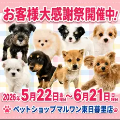 【 お知らせ 】お客様大感謝祭開催!マルワン東日暮里店のワンちゃんのご紹介!