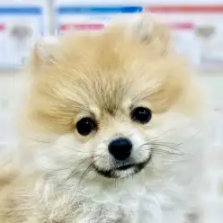 【 ポメラニアン 】トレーニングも順調!オレンジの毛色と笑顔が眩しい理想の室内犬
