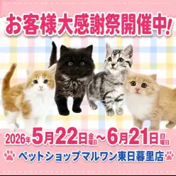 【 お知らせ 】お客様大感謝祭開催!マルワン東日暮里店のネコちゃんのご紹介!
