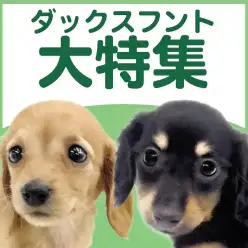 【 ダックスフント 】5/28現在在店中の胴長短足代表犬種！最新動画付き！