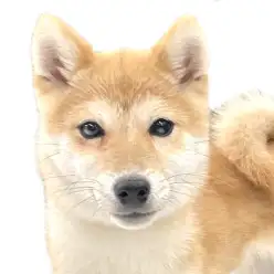 【 柴犬 】お散歩デビュー大成功！頑張り屋さんな柴ちゃんのセカンドブログ