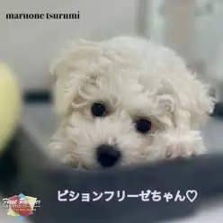 【 ファーストパートナー 】マルワン横浜鶴見店スタッフ上田の推し犬物語！