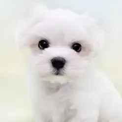 【 マルチーズ 】世界最古の愛玩犬!生粋のアイドルわんこ!