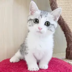 【 ミヌエット 】初心者さんでも安心！お手入れラクチンまんまる猫！