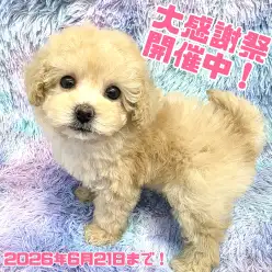 【 お知らせ 】お客様大感謝祭開催中!高井戸店のワンちゃんをご紹介!