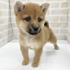 【 豆柴 】可愛さ100点満点の赤豆柴ちゃんがマルワン板橋志村坂下に仲間入り！